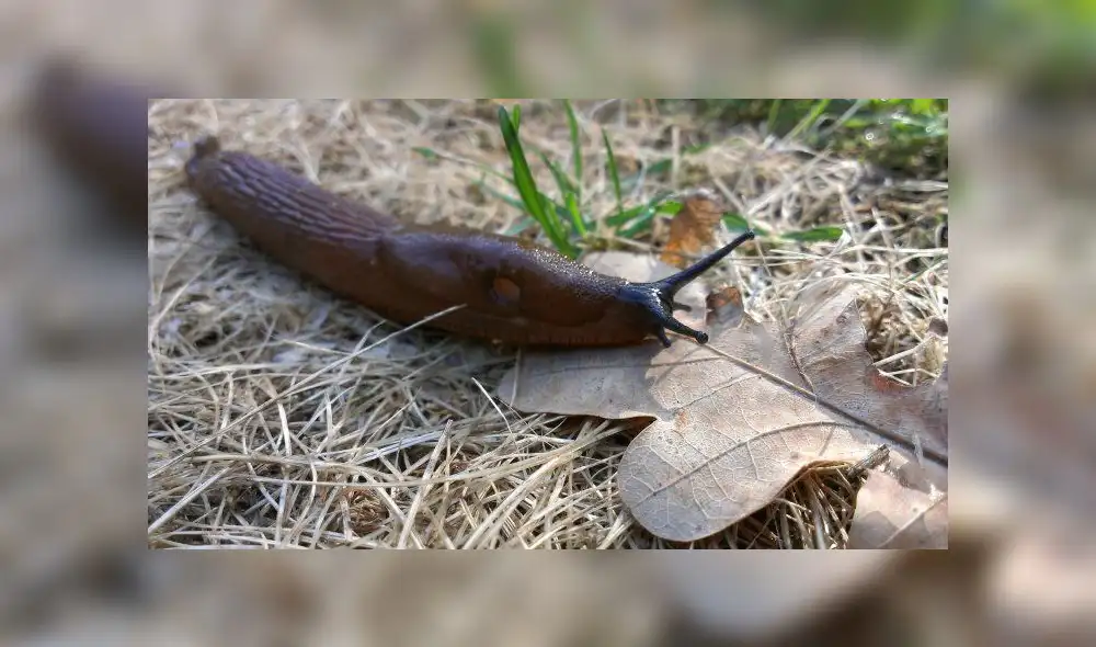 Pequeña babosa paralizó trenes de alta velocidad