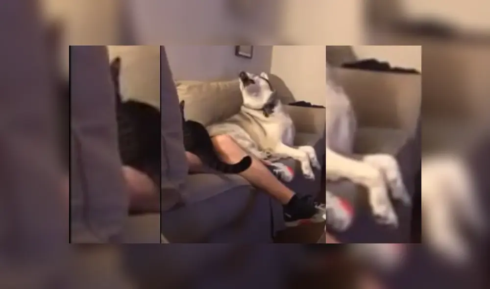 Video es viral en Facebook. Dueña del can se percató de la singular conducta que adoptó su mascota al ver al hombre con el felino y no dudó en grabarla para compartirla en redes sociales. Video es viral en Facebook. Dueña del can se percató de la singular conducta que adoptó su mascota al ver al hombre con el felino y no dudó en grabarla para compartirla en redes sociales.