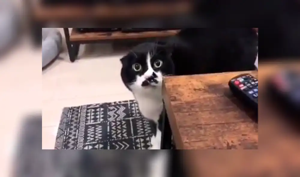 YouTube viral: pequeño gato sorprende a su dueño al darle clase de inglés [VIDEO]  