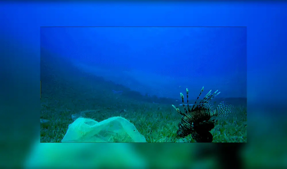 YouTube viral: Explorador se mete al fondo del mar y descubre extrañas criaturas marinas [VIDEO] 