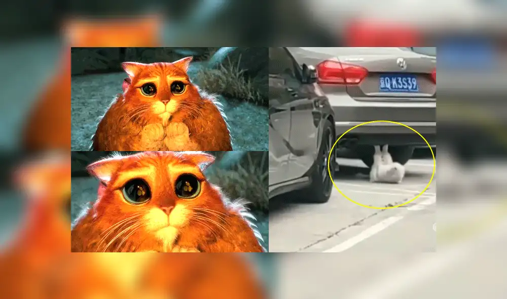 Facebook viral: gatito obeso es descubierto haciendo ejercicios para bajar de peso [VIDEO]