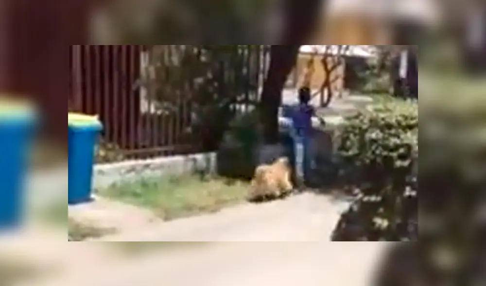 Facebook viral: niños sorprenden al pedirle a hombre permiso para que su perro pueda salir a jugar  [VIDEO]