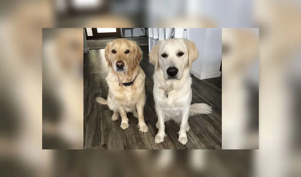 Desliza para conocer a estos dos perritos que lograron levantar una enorme rama y llevársela a su dueña. Foto: Captura