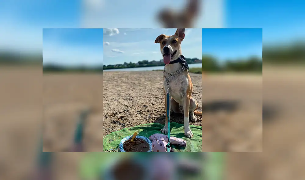 Desliza las imágenes hacia la izquierda para observar la reacción de un perro al recibir la sorpresa de su dueña. Foto: Fernanda Paola.