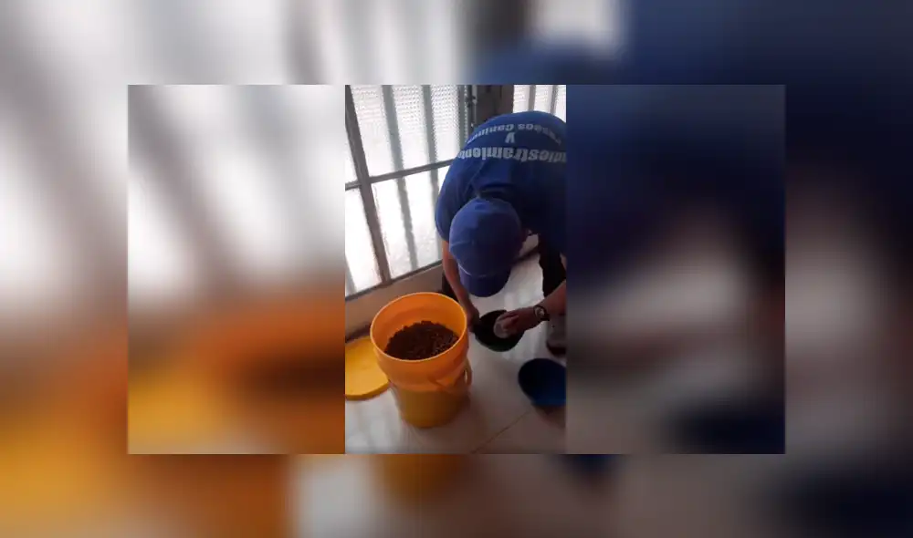 Desliza las imágenes para observar el conmovedor gesto que tuvieron unos perros antes de comer.