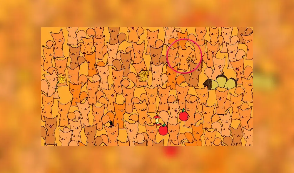 Desliza las imágenes para ver la ubicación del travieso roedor que se escondió entre pequeños zorros. Foto: Dudolf/facebook