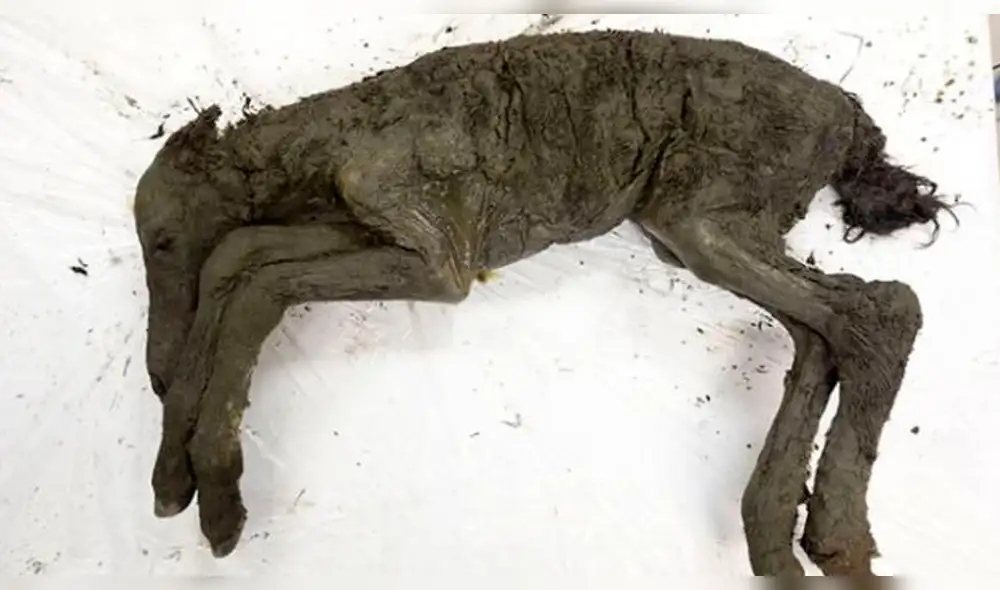 ¡Sorprendente! Cría de caballo fue encontrada intacta luego de 40 mil años