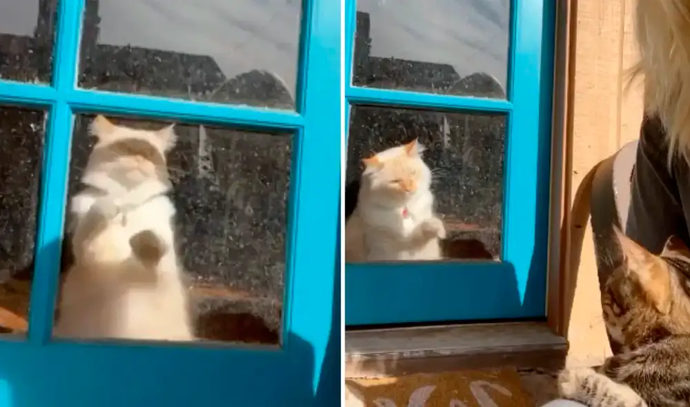 Desliza las imágenes para ver el divertido comportamiento del gato celoso. Foto: captura de Facebook