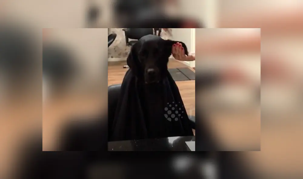 Desliza hacia la izquierda para ver la reacción de un perro cuando cortaban sus pelos. Video viral de YouTube.