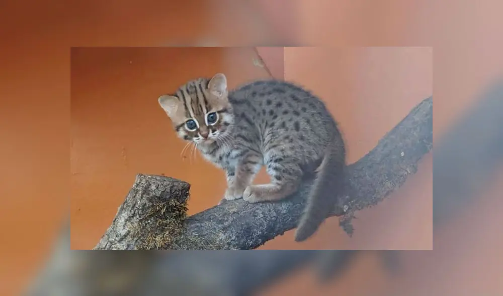 Los gatos herrumbrosos están en peligro de extinción. Fuente: Porfell Wildlife Park and Sanctuary Los gatos herrumbrosos están en peligro de extinción. Fuente: Porfell Wildlife Park and Sanctuary