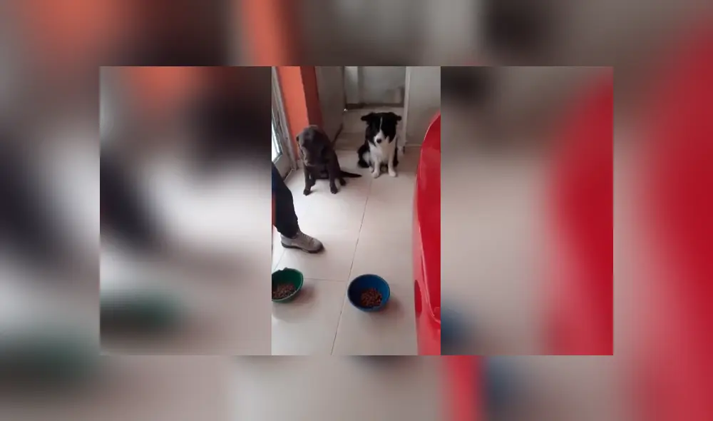 Desliza las imágenes para observar el conmovedor gesto que tuvieron unos perros antes de comer.