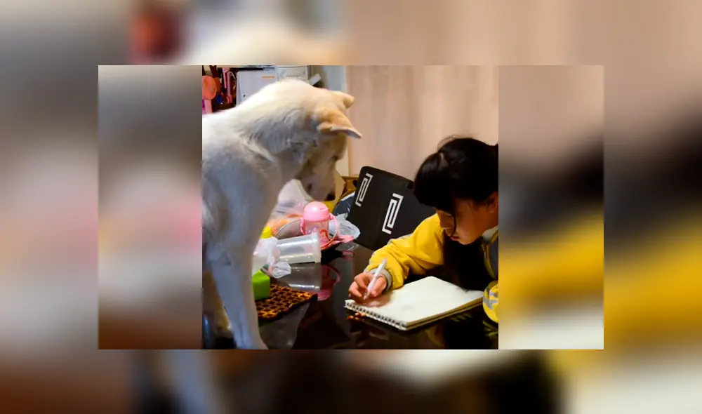 Desliza las imágenes hacia la izquierda para conocer el comportamiento de un perro para vigilar a su dueña. Foto: Captura.