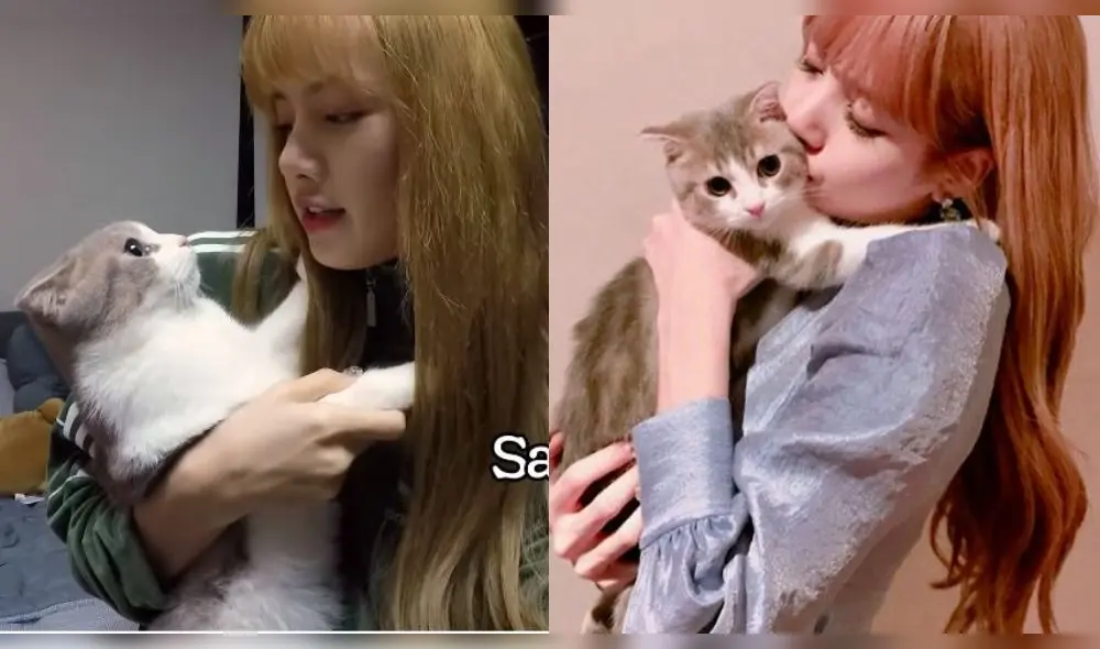 Lisa es amante de los gatos.