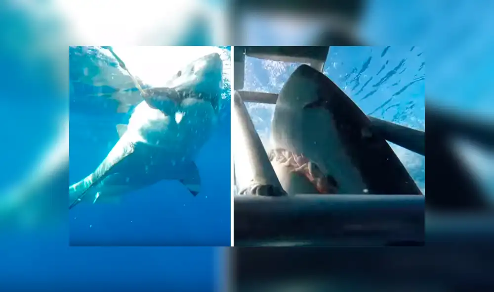 YouTube viral: Enorme tiburón golpea brutalmente en la cara a un buceador [VIDEO] 