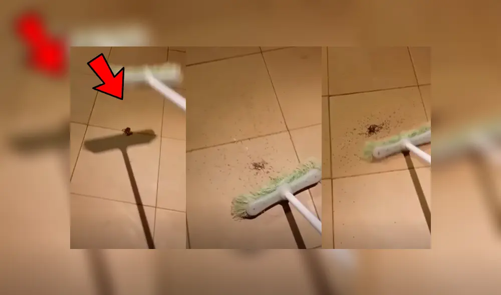 YouTube viral: encuentra araña con miles de sus crías, la mata y ocurre esto [VIDEO]