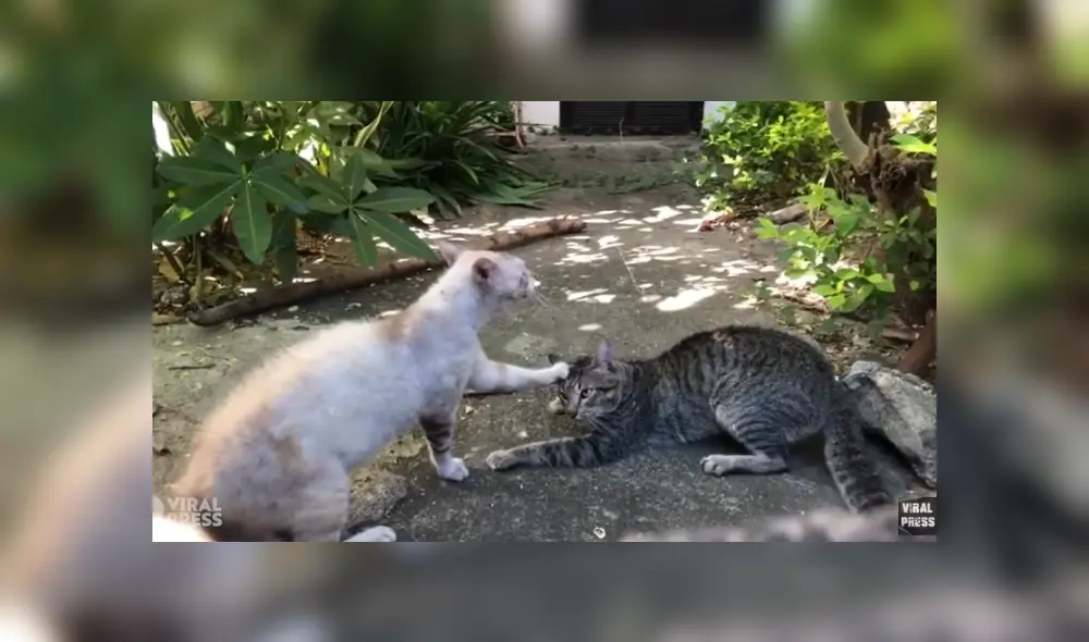 Desliza hacia la izquierda para ver las imágenes del viral de YouTube. Foto: Captura. Desliza hacia la izquierda para ver las imágenes del viral de YouTube. Foto: Captura.