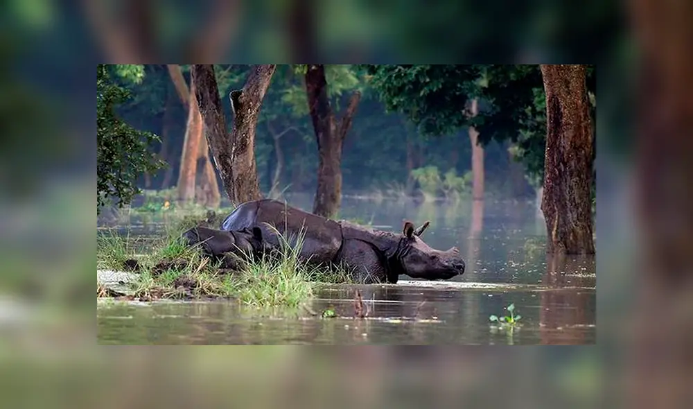 Rinocerontes en peligro de extinción mueren por inundaciones en India Rinocerontes en peligro de extinción mueren por inundaciones en India