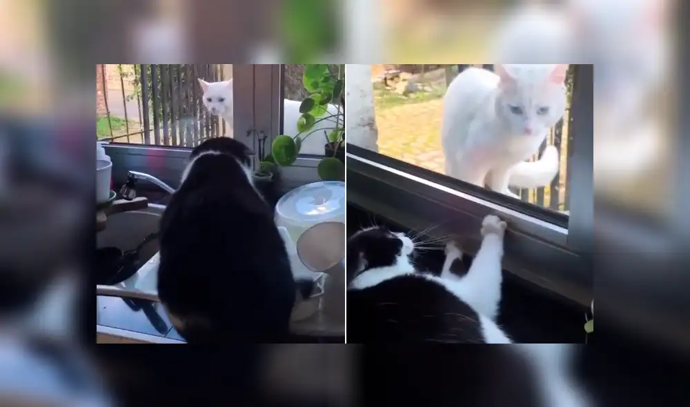 Desliza la imagen de TikTok para verlas todas. Desliza la imagen de TikTok para verlas todas.