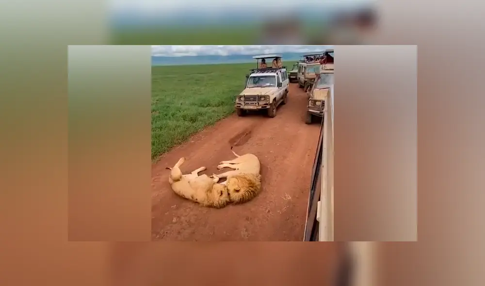 Desliza hacia la izquierda para ver la emotiva escena de los leones que son virales en YouTube. Desliza hacia la izquierda para ver la emotiva escena de los leones que son virales en YouTube.