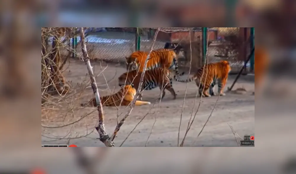 Desliza hacia la izquierda para ver al enorme tigre que se ha vuelto viral en Facebook.