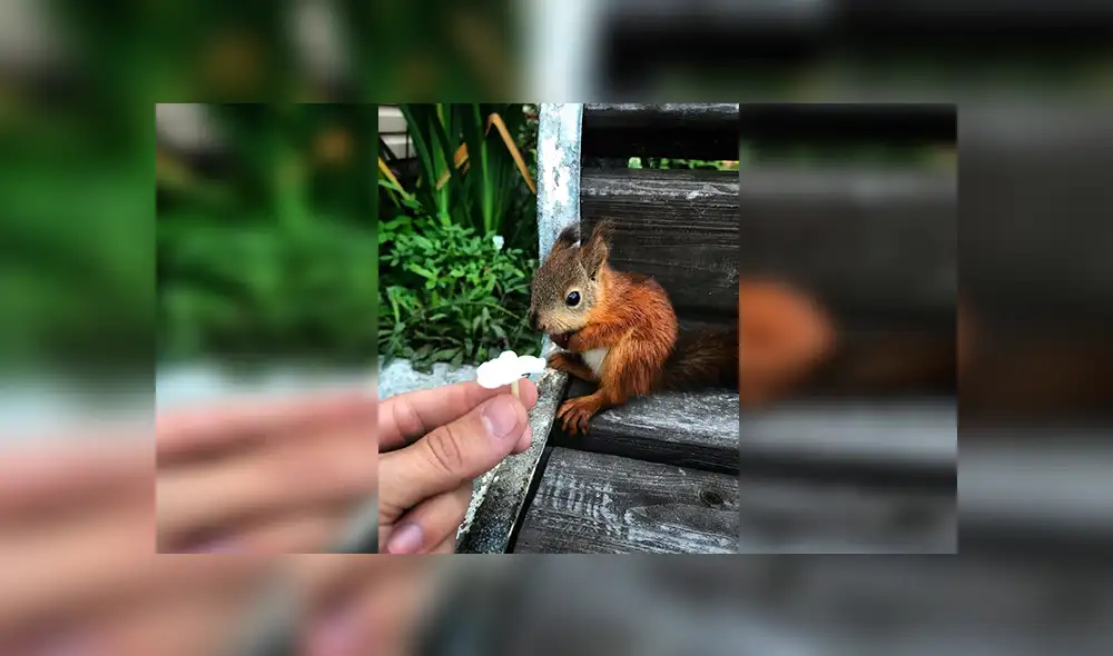 En Facebook, un joven cuidó de una pequeña ardilla que encontró en la calle y se volvió su mejor amigo.