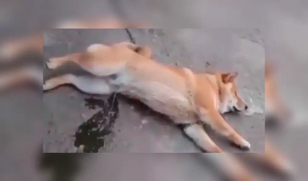 Facebook: perro tiene pesadillas mientras duerme y sufre un bochornoso incidente [VIDEO]