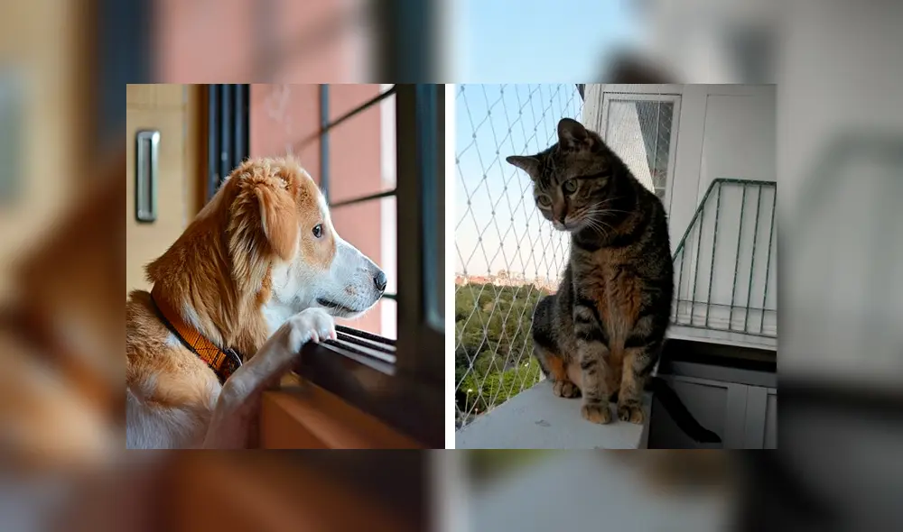 Mascotas – animales – perros – COVID-19 – estrés – depresión Mascotas – animales – perros – COVID-19 – estrés – depresión