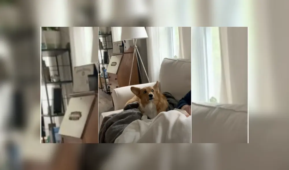 Video es viral en TikTok. Un hombre grabó el gracioso comportamiento que tiene su perro cuando su dueña deja de acariciarlo. Fotocaptura: YouTube Video es viral en TikTok. Un hombre grabó el gracioso comportamiento que tiene su perro cuando su dueña deja de acariciarlo. Fotocaptura: YouTube