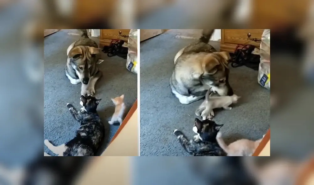 Desliza hacia la izquierda para ver las imágenes del viral de Facebook. Foto: Captura. Desliza hacia la izquierda para ver las imágenes del viral de Facebook. Foto: Captura.