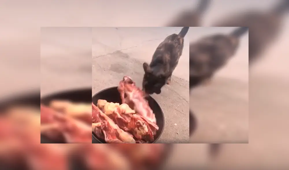 En YouTube, un osado gato agarró un enorme trozo de carne para comerlo; sin embargo, sus compañeros se lo impidieron. En YouTube, un osado gato agarró un enorme trozo de carne para comerlo; sin embargo, sus compañeros se lo impidieron.
