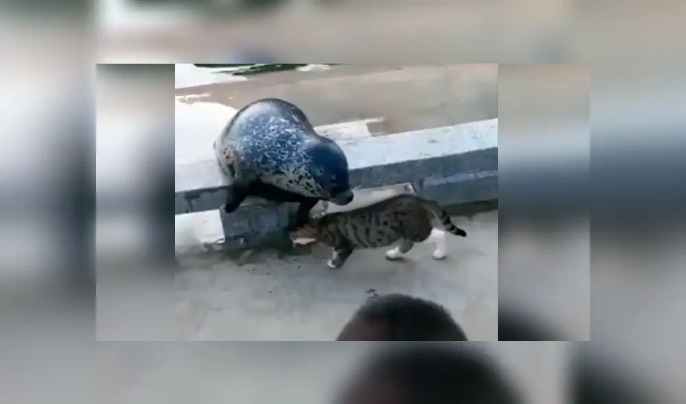 Facebook viral: cobarde foca finge su muerte para que gato no le siga golpeando [VIDEO]