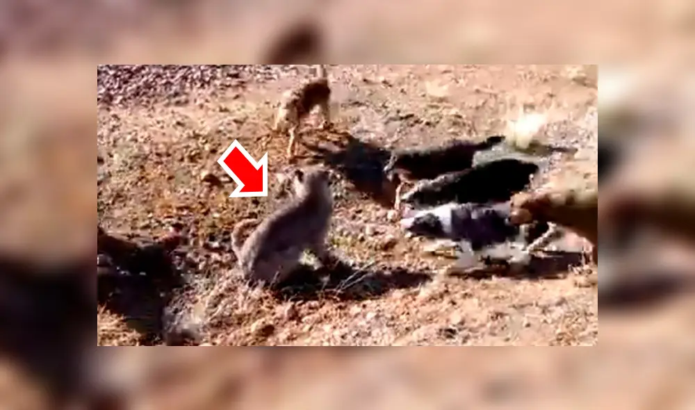 Perros salvajes intimidan a hambriento puma y este tiene violenta reacción [VIDEO] 