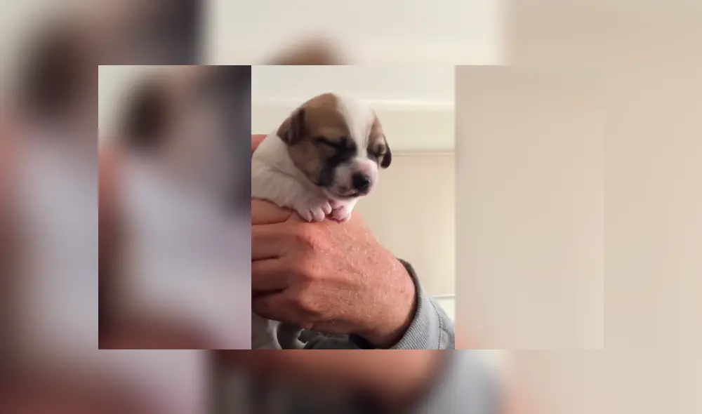 Cachorro ingiere medicina por primera vez y tiene inesperada reacción que enternece a miles