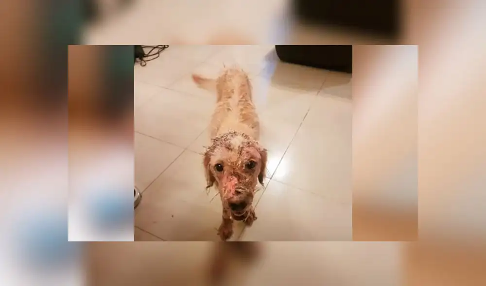 Desliza las imágenes para ver la radical transformación que experimentó este perrito que fue encontrado con serias quemaduras en su piel. Foto: Mishelle Aviles/ Tiktok