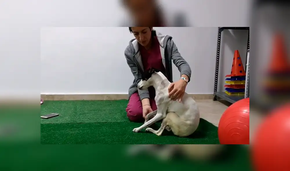 YouTube viral: Perro queda tetrapléjico, lo operan y vuelve a caminar gracias a terapia [VIDEO]