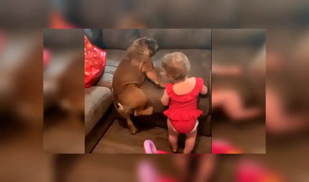 Video es viral en Facebook. La mamá de la bebé grabó el curioso episodio que protagonizó la menor junto a su mascota tras imitar los graciosos movimientos de esta Video es viral en Facebook. La mamá de la bebé grabó el curioso episodio que protagonizó la menor junto a su mascota tras imitar los graciosos movimientos de esta