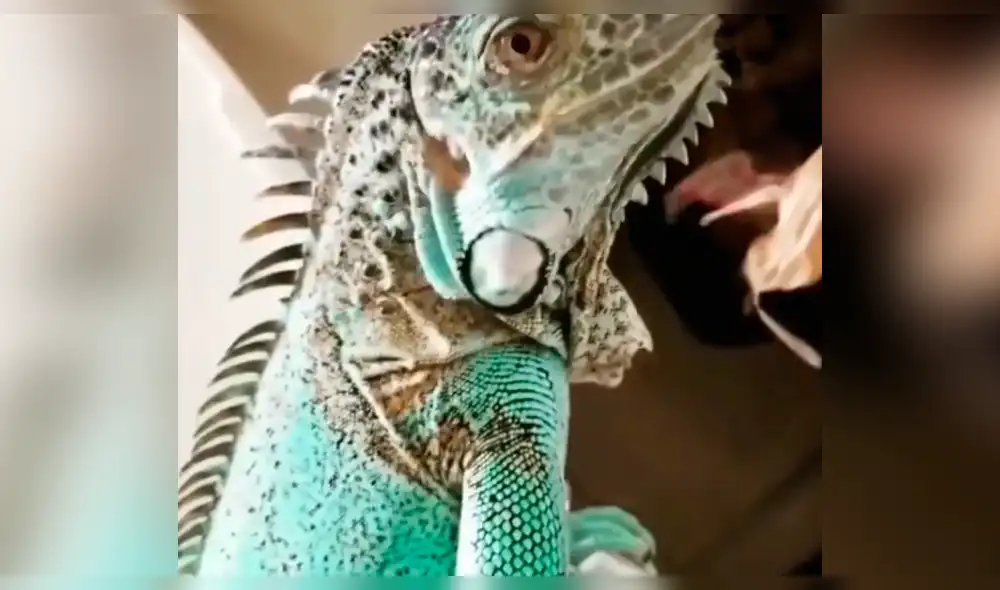 Facebook viral: chica le enseña a su iguana cómo ir al baño y su mascota hace lo impensado [VIDEO]
