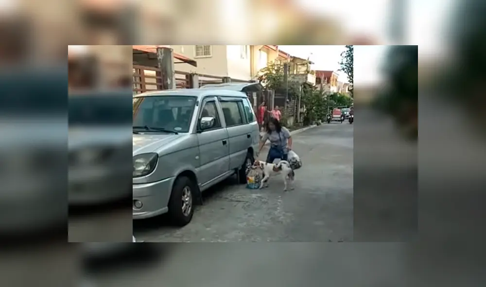 El can se ha ganado la admiración de todos en YouTube y otras redes, al ser captado ayudando a su dueña con las compras del supermercado. El can se ha ganado la admiración de todos en YouTube y otras redes, al ser captado ayudando a su dueña con las compras del supermercado.