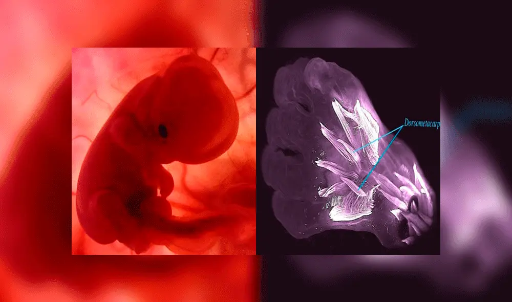 Los músculos descubiertos en los embriones humanos pertenecieron a reptiles de hace 250 millones de años, durante su transición a mamíferos. Fotos: EFE / Diogo, Siomava & Gitton. Los músculos descubiertos en los embriones humanos pertenecieron a reptiles de hace 250 millones de años, durante su transición a mamíferos. Fotos: EFE / Diogo, Siomava & Gitton.