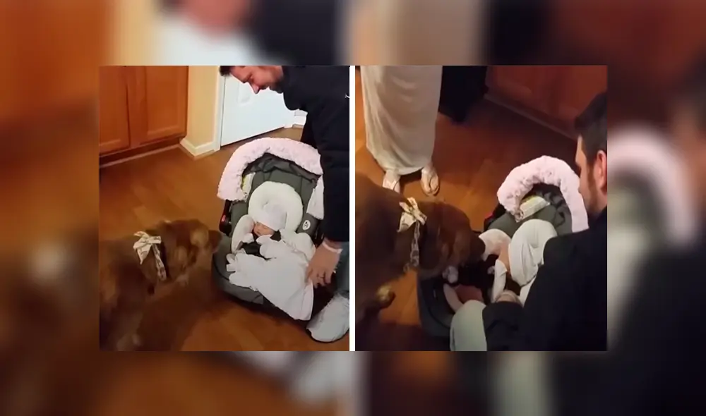 En Facebook, un perro se mostró emocionado al percatarse de la presencia de un bebé recién nacido. En Facebook, un perro se mostró emocionado al percatarse de la presencia de un bebé recién nacido.