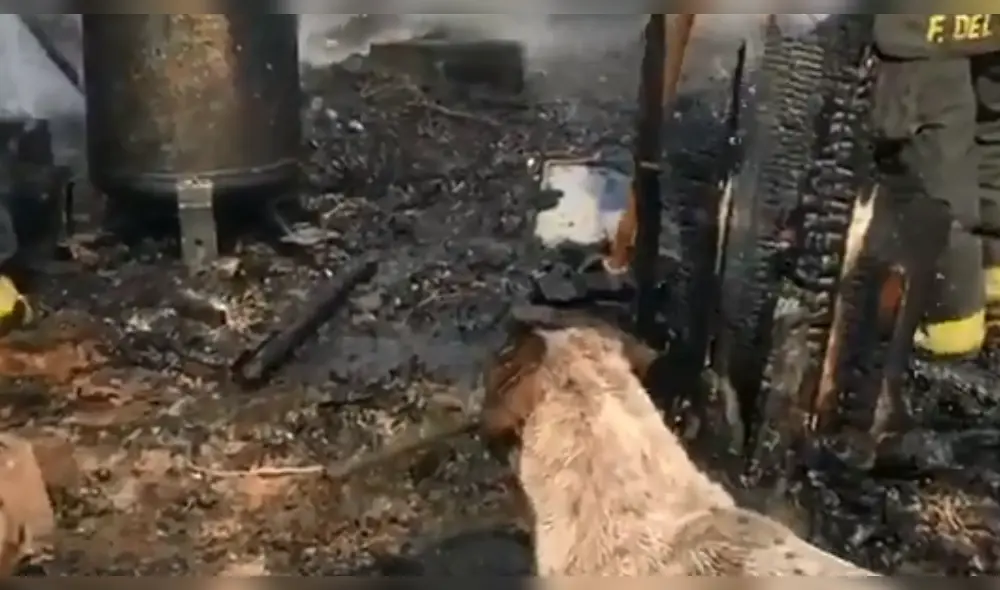 El perro se acercó al lugar donde trabajaban los bomberos para apagar las llamas que consumieron su refugio. (Foto: Twitter)