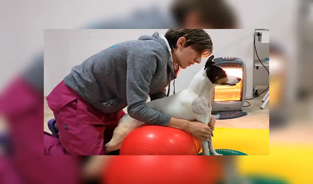 YouTube viral: Perro queda tetrapléjico, lo operan y vuelve a caminar gracias a terapia [VIDEO]