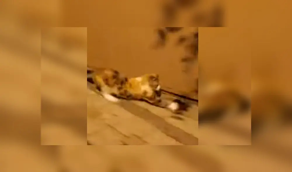 El felino estaba a punto de convertir al pequeño roedor en su cena, cuando fue sorprendido por la intempestiva reacción de este