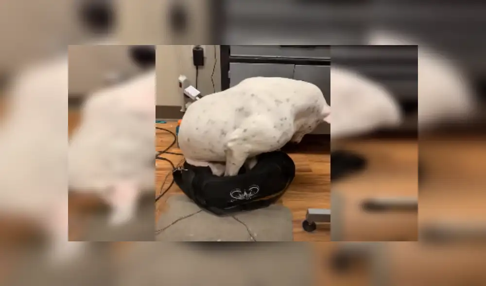 Desliza las imágenes para ver más detalles sobre esta escena que es viral en Facebook.