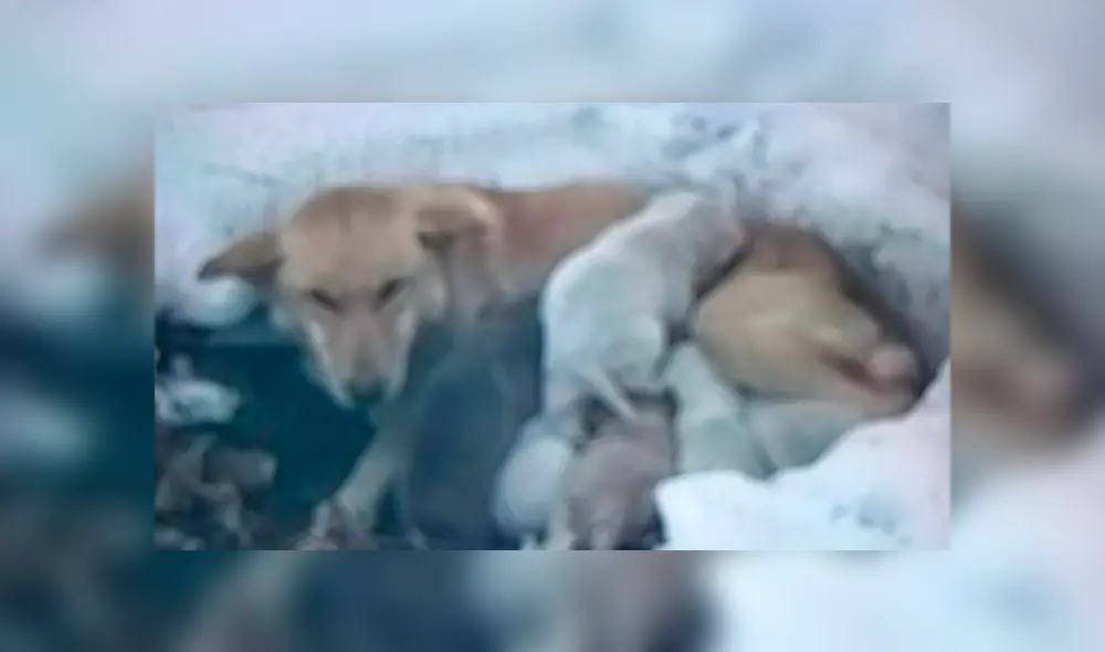 Desliza a la izquierda para saber más sobre este viral de Facebook. Foto: Captura.