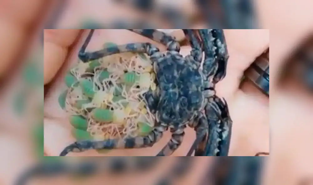 Facebook viral: graban a enorme tarántula llevando a sus cientos de crías a su nido [VIDEO]