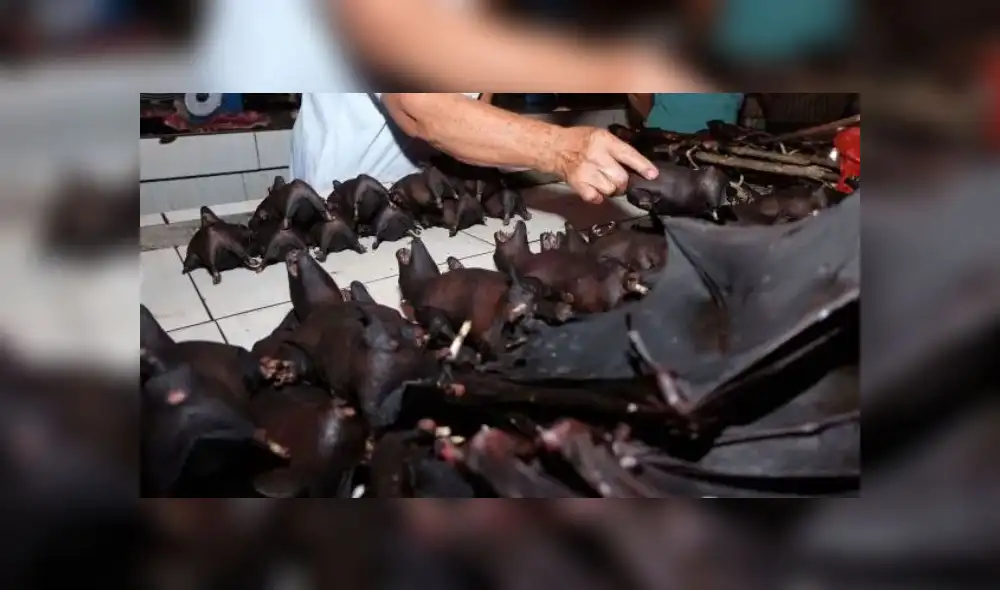 Los murciélagos se consumen enteros en un guiso local. Fuente: AFP / Getty Images. Los murciélagos se consumen enteros en un guiso local. Fuente: AFP / Getty Images.