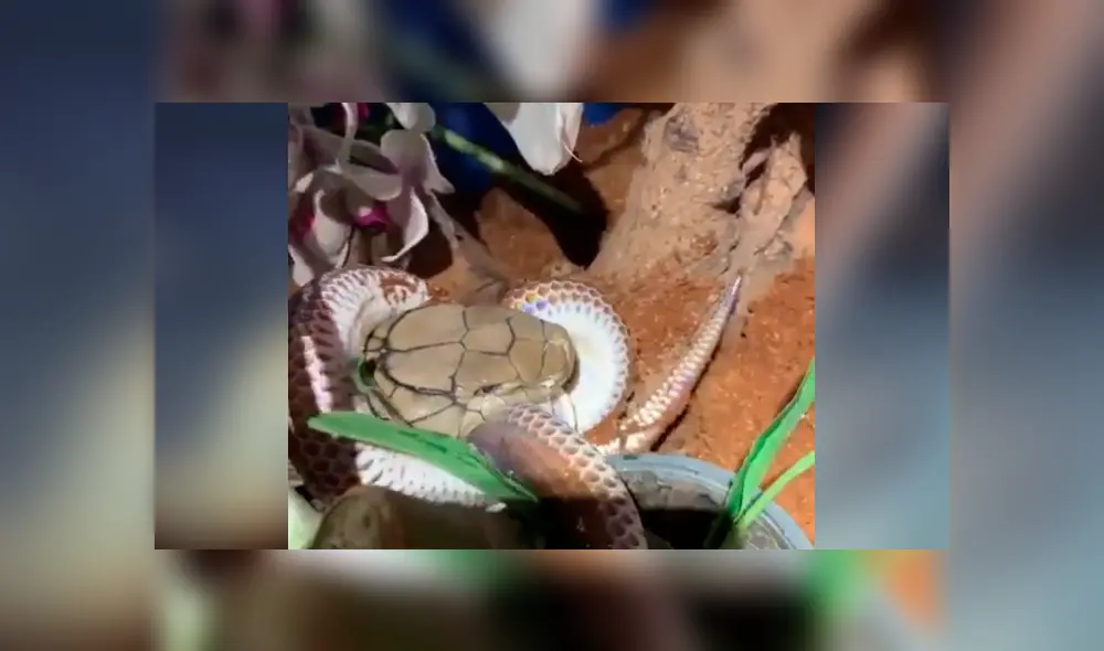 Graban el momento exacto en que dos serpientes tienen brutal enfrentamiento. Graban el momento exacto en que dos serpientes tienen brutal enfrentamiento.