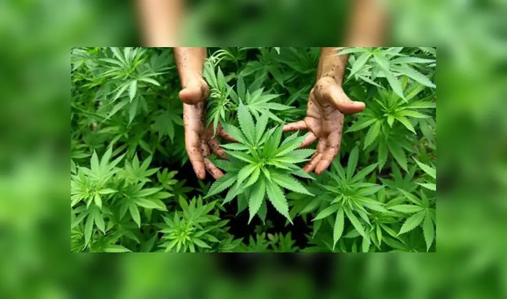 Francia aprueba el uso experimental del cannabis medicinal por dos años [VIDEO]