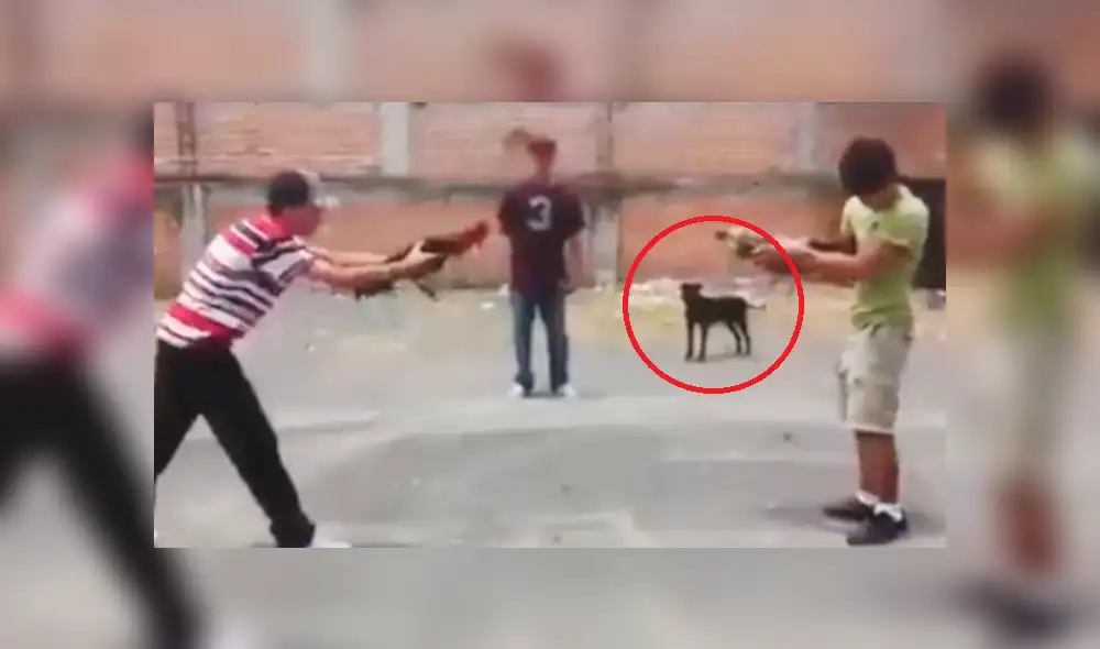 Facebook: jóvenes intentan recrear una pelea de gallos y son detenidos por un perro hambriento Facebook: jóvenes intentan recrear una pelea de gallos y son detenidos por un perro hambriento